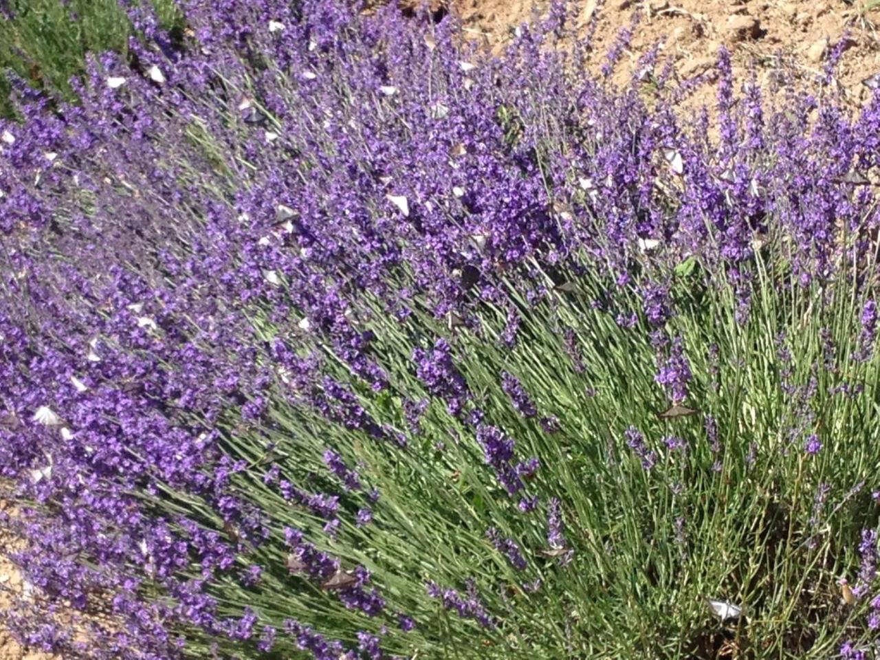 فيلا La Salamandre Bleue Chantemerle-lès-Grignan المظهر الخارجي الصورة